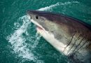 Tubarões estão ameaçados de extinção, segundo a pesquisa da UMC