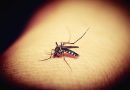 Dengue ou Covid-19? Como diferenciar as doenças