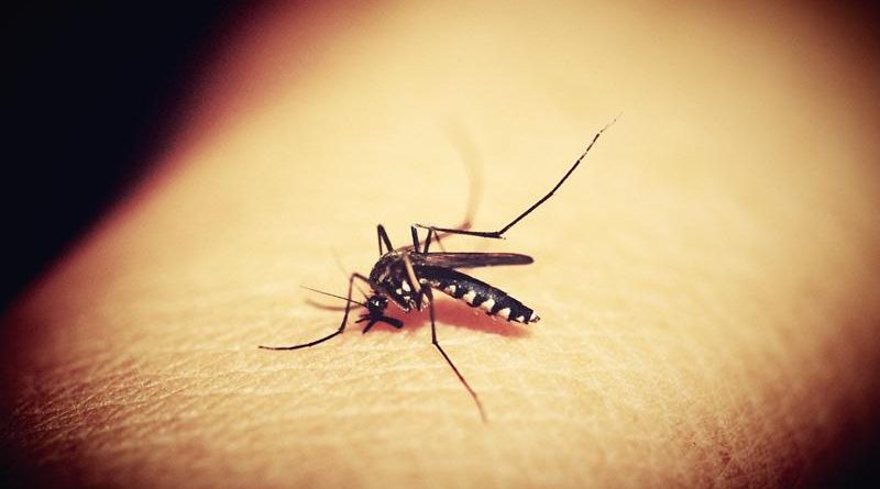 Dengue ou Covid-19? Como diferenciar as doenças