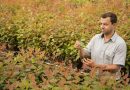 Centro de Tecnologia da Suzano em Jacareí desenvolve projeto inovador de clones de eucalipto